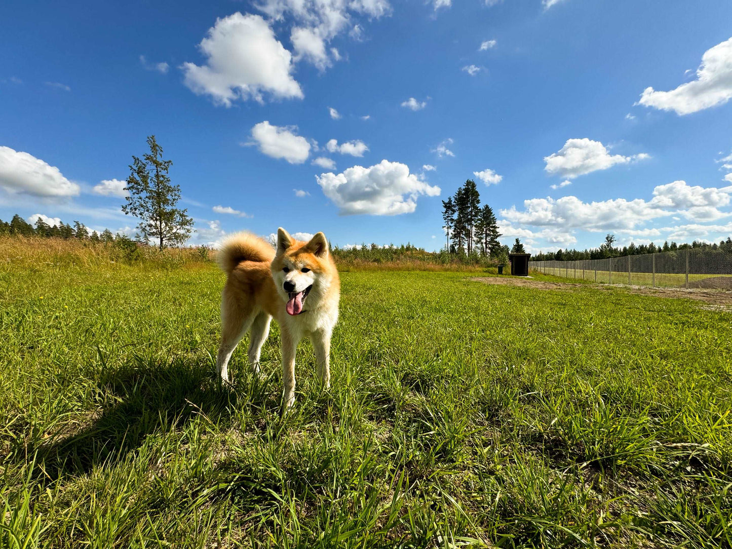 Karhulan Koirakallio