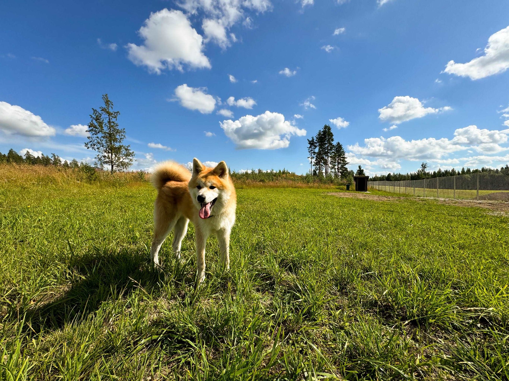 Karhulan Koirakallio