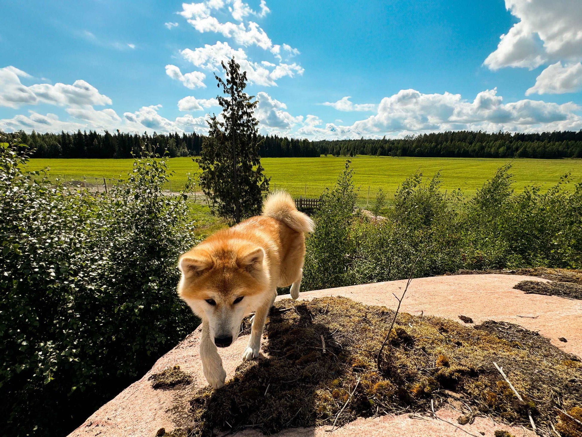 Karhulan Koirakallio