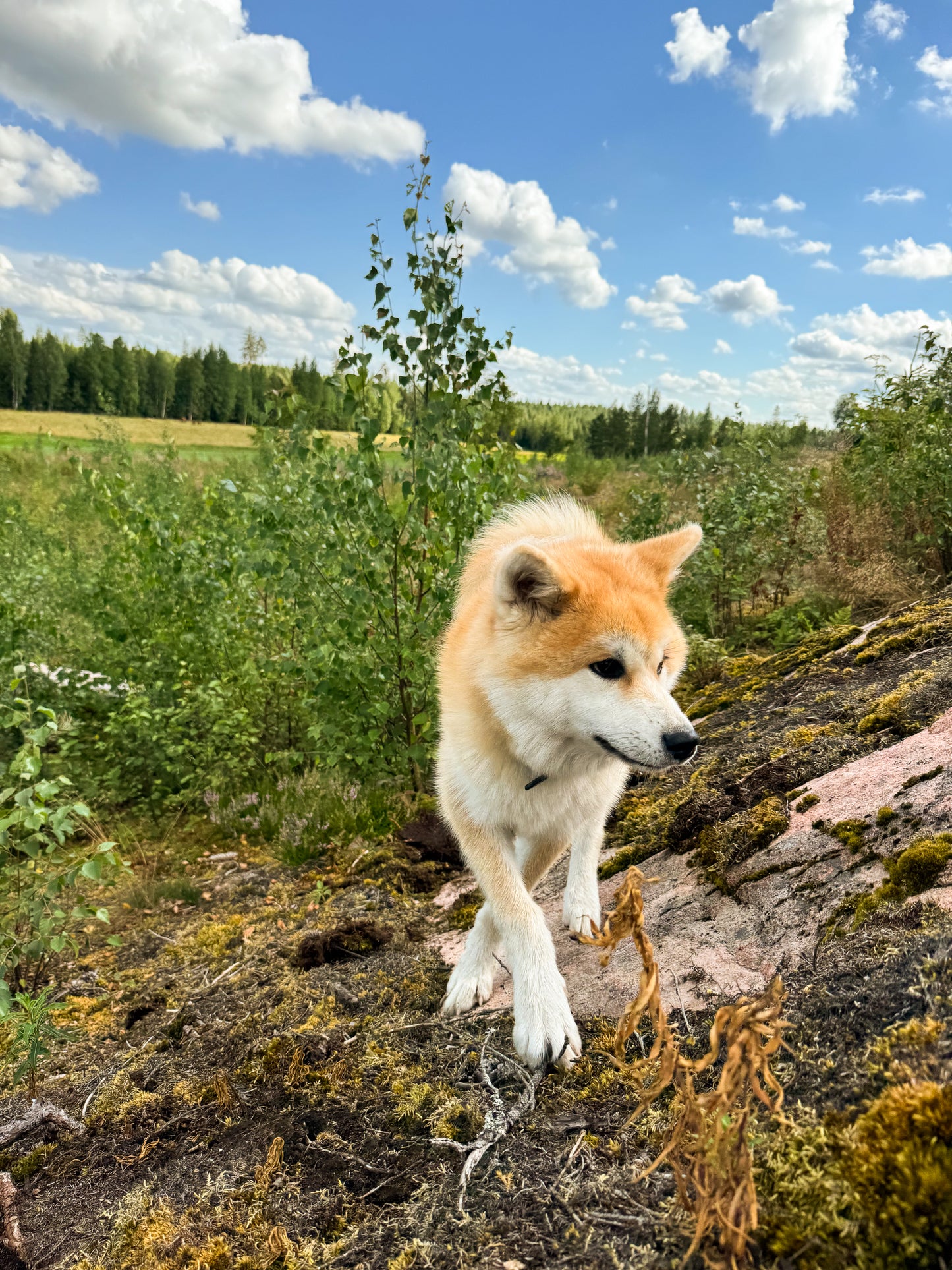 25, 50 tai 75 euron arvoinen lahjakortti