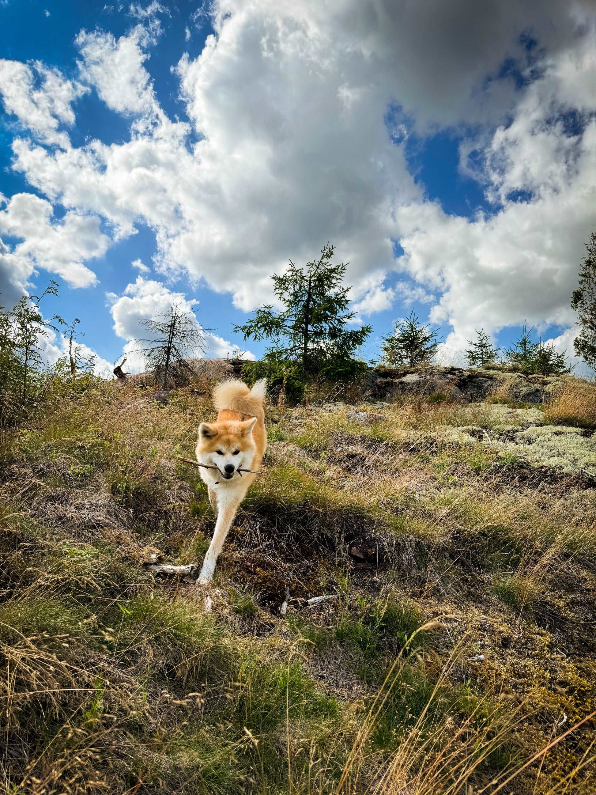 Karhulan Koirakallio