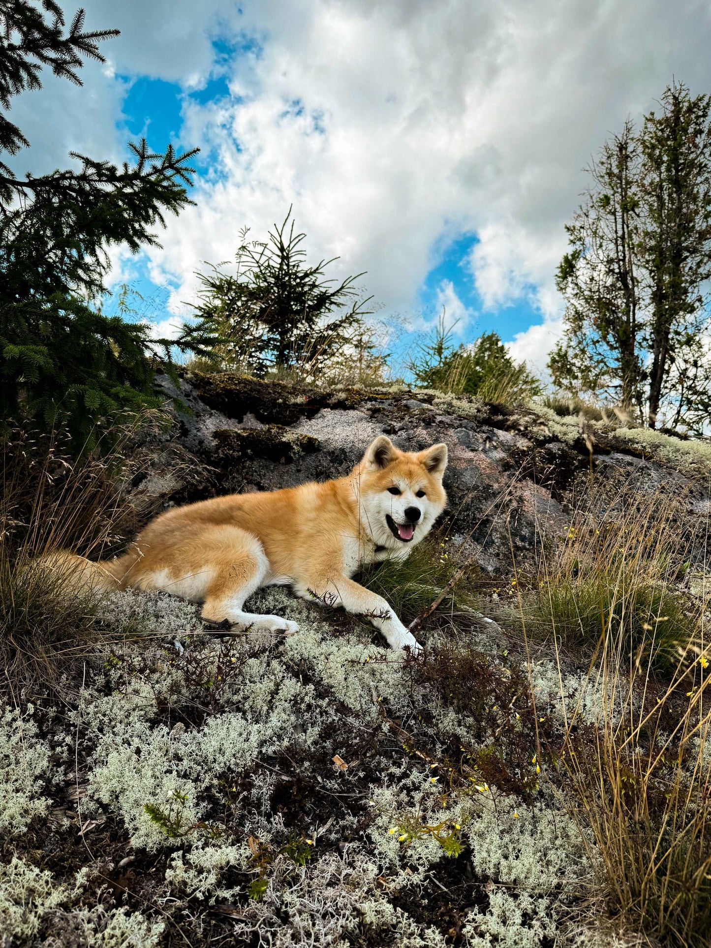 Karhulan Koirakallio