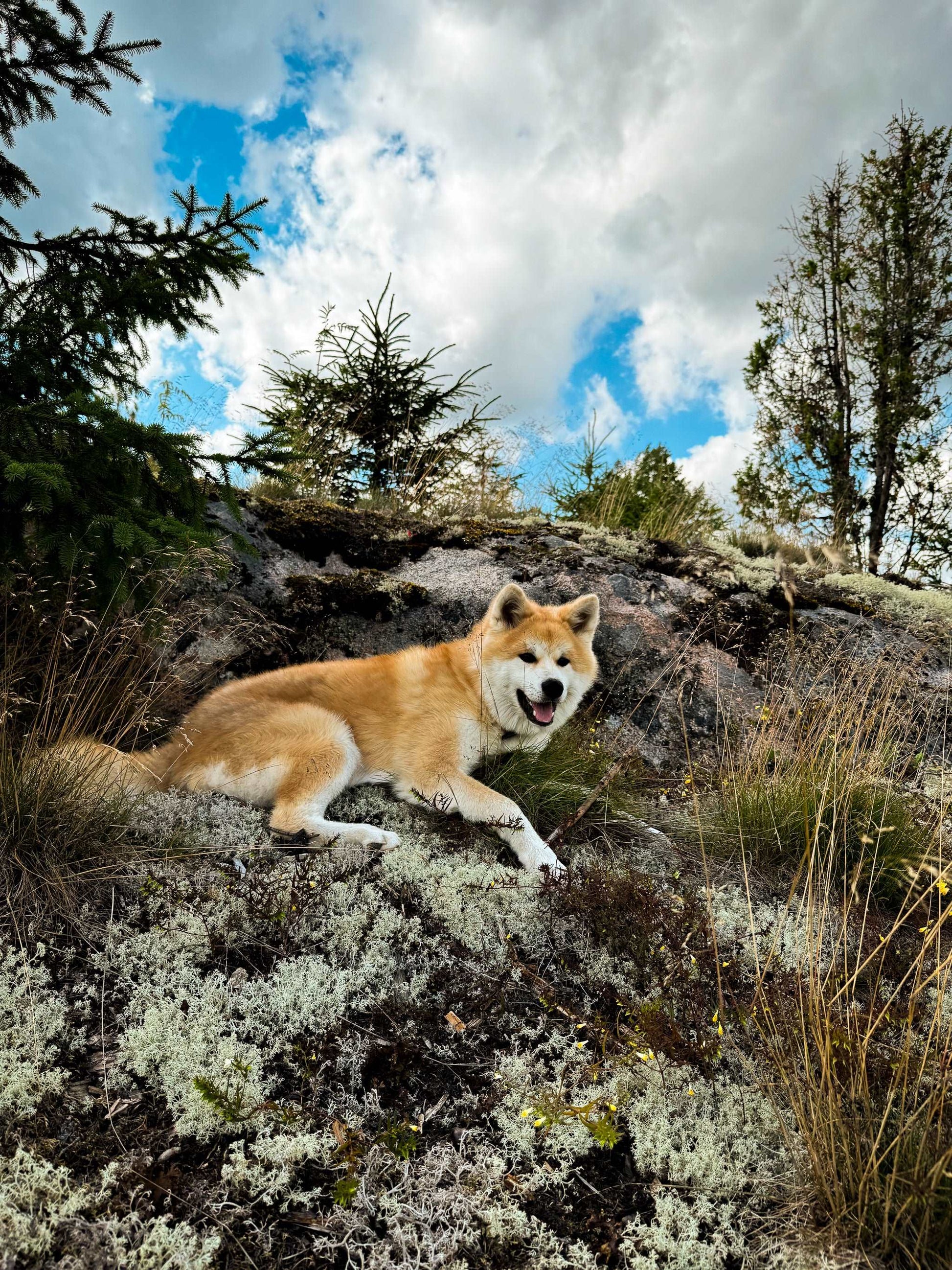 Karhulan Koirakallio