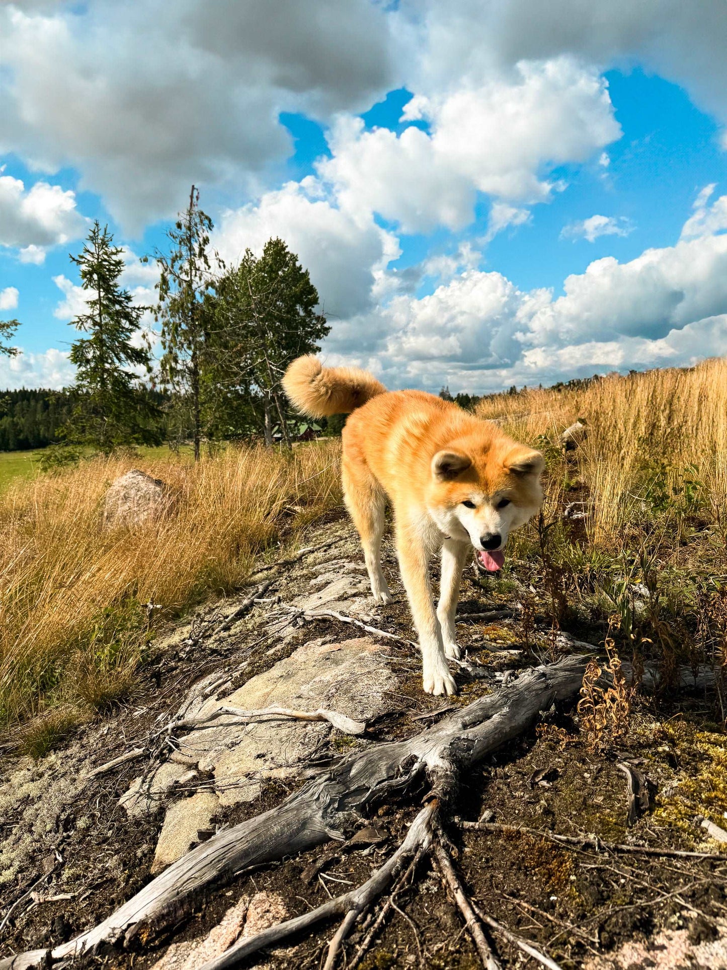 Karhulan Koirakallio
